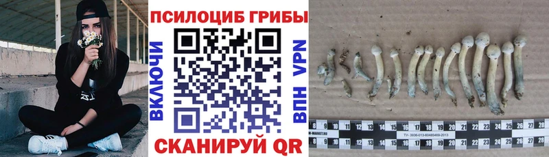 Псилоцибиновые грибы GOLDEN TEACHER  Новая Ладога 
